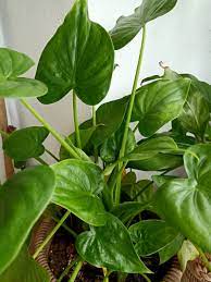 Hooded Dwarf Elephant Ear (Alocasia cucullata) - Ladybird Nursery