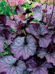 Heuchera Northern Exposure - Ladybird Nursery