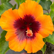 Hibiscus Petite Sunrise - Ladybird Nursery