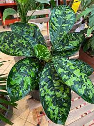 Homalomena Camouflage