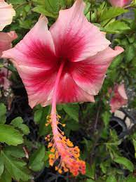 Hibiscus Lollipops - Ladybird Nursery