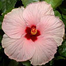 Hibiscus Klahanie Coconut Ice - Ladybird Nursery