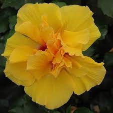 Hibiscus Klahanie Calypso - Ladybird Nursery