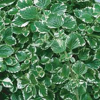 Swedish Ivy (Plectranthus australis) - Ladybird Nursery
