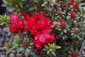 Azalea Firelight