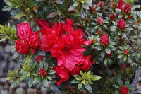 Azalea Firelight - Ladybird Nursery