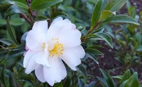 Sasanqua Camellia Paradise Little Liane (Camellia sasanqua) - Ladybird Nursery