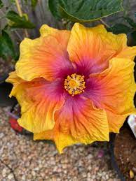 Hibiscus Rio Clara Peach Melba - Ladybird Nursery