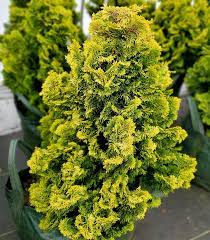 Hinoki Cypress Nana (Chamaecyparis obtusa)