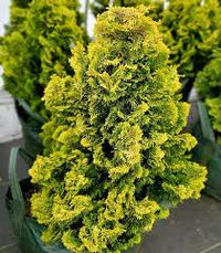 Hinoki Cypress Nana (Chamaecyparis obtusa)