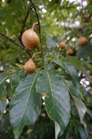 Indian Horse Chestnut (Aesculus indica)