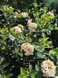 Ixora White Malay - Ladybird Nursery