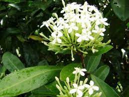 Ixora Tangerine Fire