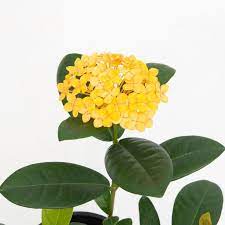Ixora Gold Fire