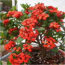 Ixora Dwarf Red