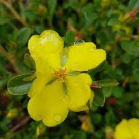 Guinea Flower Golden Sunburst (Hibbertia)