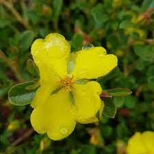 Guinea Flower Golden Sunburst (Hibbertia) - Ladybird Nursery