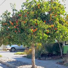 Persimmon 'Suruga' (Non - astringent) - Ladybird Nursery