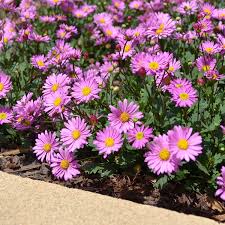 Swan River Daisy Hot Candy (Brachyscome angustifolia)
