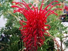 Grevillea Wendy Sunshine Standards - Ladybird Nursery