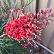 Grevillea Red Coral