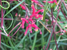 Grevillea nudiflora - Ladybird Nursery