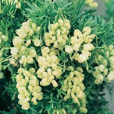 Grevillea 'Mello Yellow'