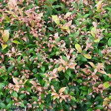 Allyn Magic minor (Syzygium smithii)