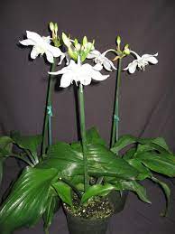 Amazon Lily (Eucharis grandiflora) - Ladybird Nursery