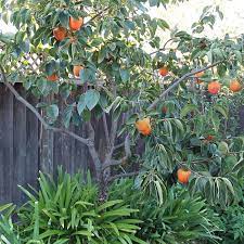 Persimmon Suruga non astringent