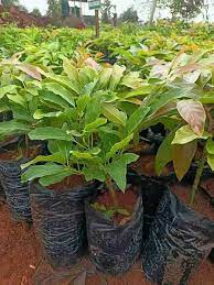 Avocado Hass Seedling - Ladybird Nursery