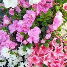 Azalea Assorted