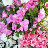 Azalea Assorted