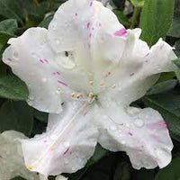 Azalea ENCORE AUTUMN LILY™ - Ladybird Nursery