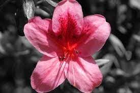 Azalea Dr Bergman - Ladybird Nursery