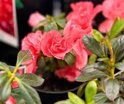 Azalea Favourite - Ladybird Nursery