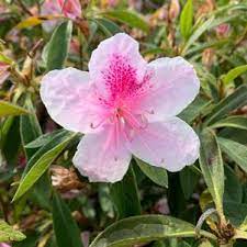 Azalea indica Elizabeth Lawrence - Ladybird Nursery
