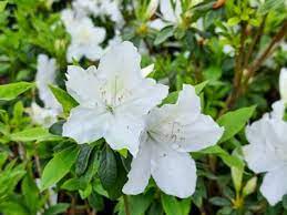 Azalea indica Plumtastic