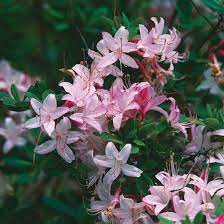 Azalea Misty Pink