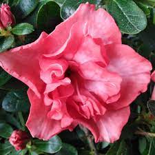 Azalea Southern Aurora - Ladybird Nursery