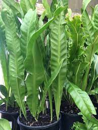 Bird's Nest Fern Cristata (Asplenium australasicum)