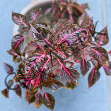 Bloodleaf Assorted (Iresine spp.) - Ladybird Nursery