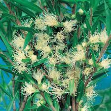 Black Tea-tree Revolution Green (Melaleuca bracteata)
