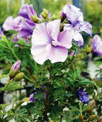 Blue Hibiscus West Coast Gem (Alyogyne huegelii)
