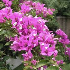 Bougainvillea Pagoda Pink (Bougainvillea glabra)