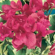 Bougainvillea Treasure (Bougainvillea glabra) - Ladybird Nursery