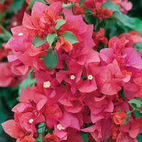 Bougainvillea Temple Fire (Bougainvillea glabra)
