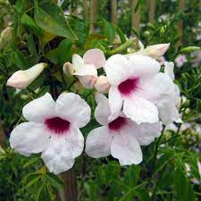Bower Vine Wedding Bellz (Pandorea jasminoides)