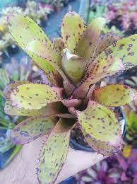 Bromeliad Gwenda (Neoregelia) - Ladybird Nursery