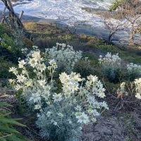 Weeping Paperbark John Flynn (Melaleuca leucadendra) - Ladybird Nursery